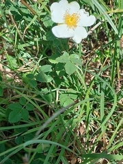 Rosa arvensis