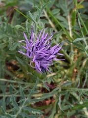 Carthamus mitissimus