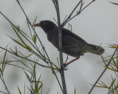 Acridotheres javanicus