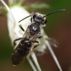 Andrena geranii