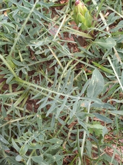 Carthamus mitissimus