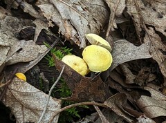 Cyptotrama chrysopepla