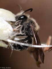 Andrena geranii