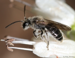 Andrena geranii