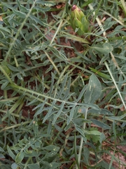 Carthamus mitissimus