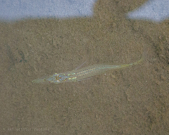 Dermogenys pusilla