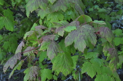 Acer glabrum douglasii