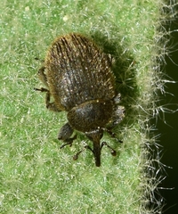Rhinusa tetra