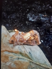 Chrysodeixis chalcites