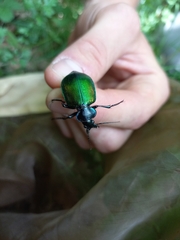 Calosoma sycophanta