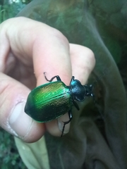 Calosoma sycophanta