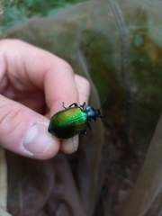 Calosoma sycophanta