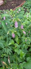 Campanula punctata