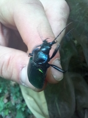 Calosoma sycophanta