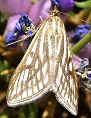 Loxostege tesselalis