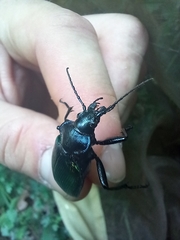 Calosoma sycophanta