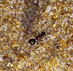 Sigilla dorsata