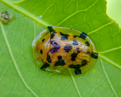 Aspidimorpha deusta