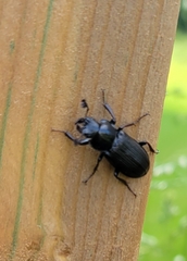 Platycerus depressus