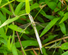 Orthetrum sabina