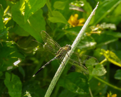 Orthetrum sabina