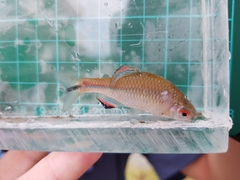 Paratanakia himantegus