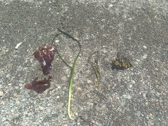 Ascophyllum nodosum