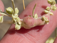 Asphondylia atriplicis