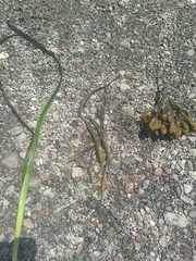 Ascophyllum nodosum
