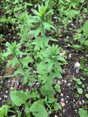 Euphorbia stricta