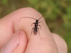 Molorchus umbellatarum