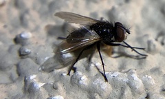 Leucostomatini
