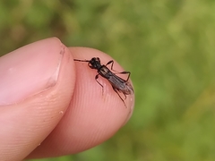 Molorchus umbellatarum