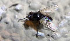 Leucostomatini