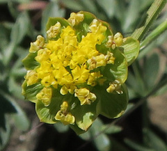Lomatium cous
