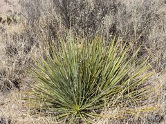Yucca baileyi