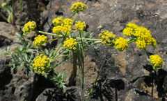 Lomatium cous