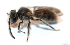 Andrena geranii
