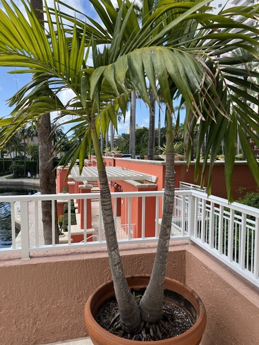 Areca catechu iNat (3)