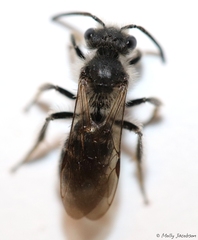 Andrena geranii