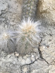 Oreocereus pseudofossulatus