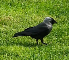 Corvus monedula