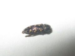 Acmaeodera neoneglecta