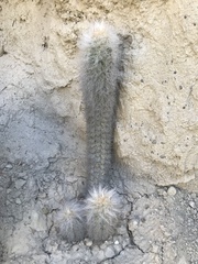 Oreocereus pseudofossulatus