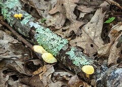 Cyptotrama chrysopepla