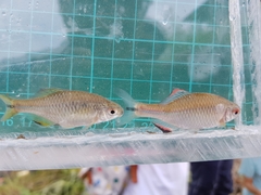 Paratanakia himantegus