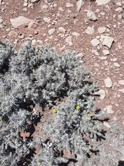 Cylindropuntia whipplei