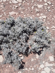 Cylindropuntia whipplei
