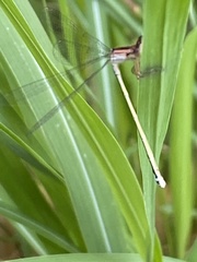 Ischnura damula