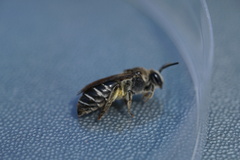Colletes nudus
